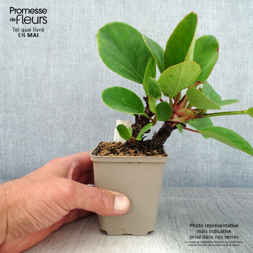 Bergenia schmidtii Vasetto da 8/9 cm esemplare consegnato in primavera