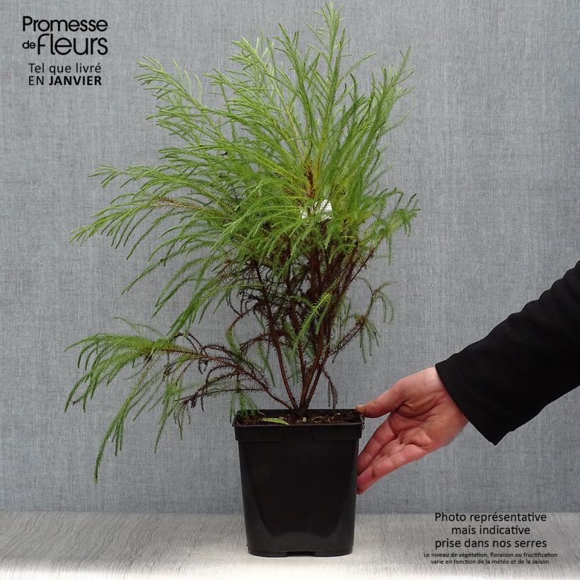 Berzelia intermedia Vaso da 4L/5L esemplare consegnato in inverno