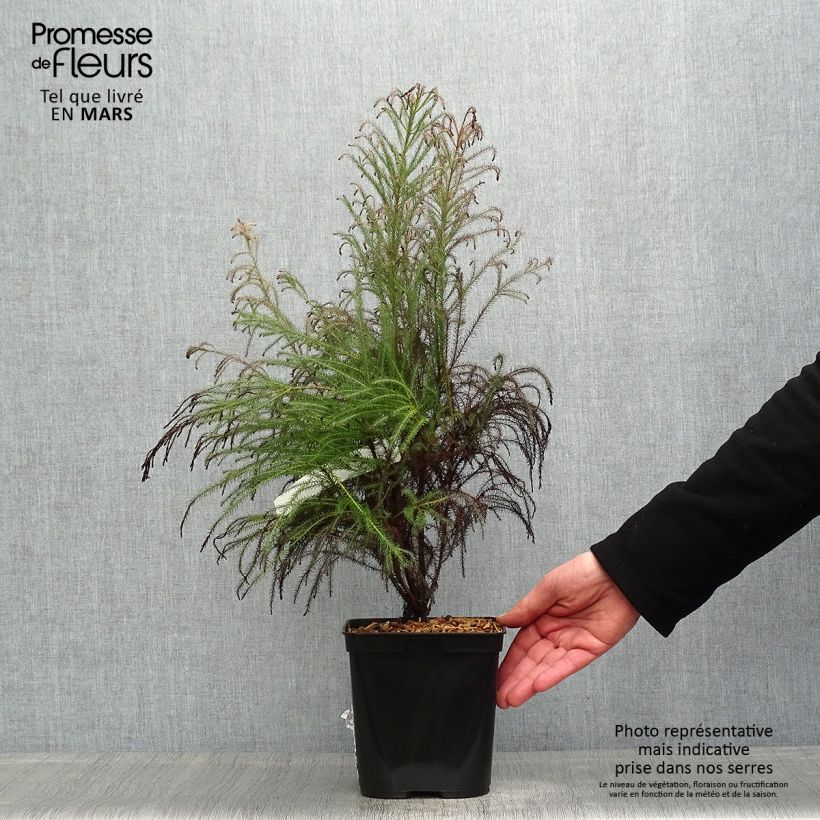 Berzelia intermedia Vaso da 4L/5L esemplare consegnato in primavera