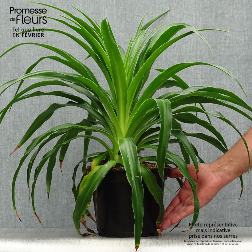 Esemplare di Beschorneria septentrionalis Vaso da 2L/3L come consegnato in autunno