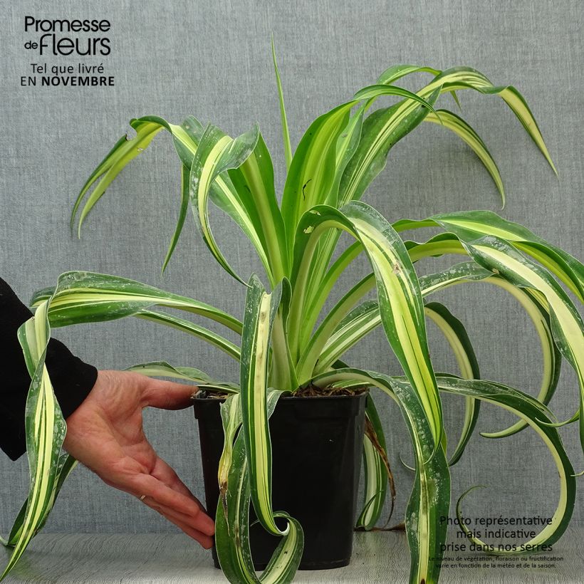 Esemplare di Beschorneria yuccoides Flamingo Glow Vaso da 3L/4L come consegnato in autunno