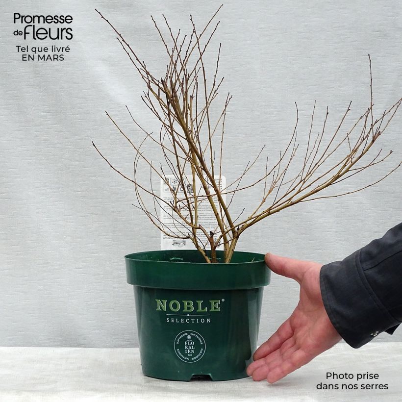 Betula nana Golden Treasure - Betulla nana Vaso da 3L/4L esemplare consegnato in primavera
