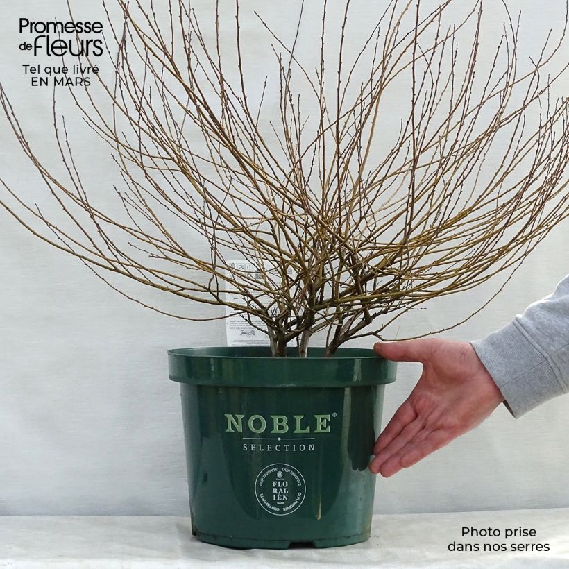 Betula nana Golden Treasure - Betulla nana Vaso da 7,5L/10L esemplare consegnato in primavera