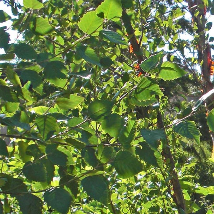 Betula nigra Heritage - Betulla nera (Fogliame)