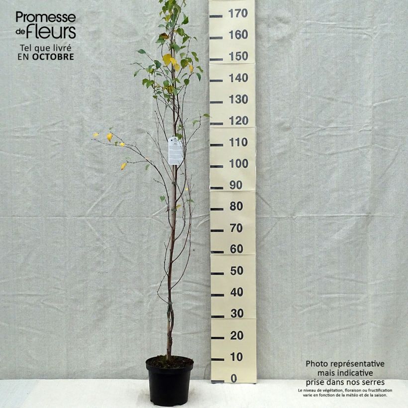 Esemplare di Betula pendula Fastigiata - Betulla bianca Vaso da 3L/4L come consegnato in autunno