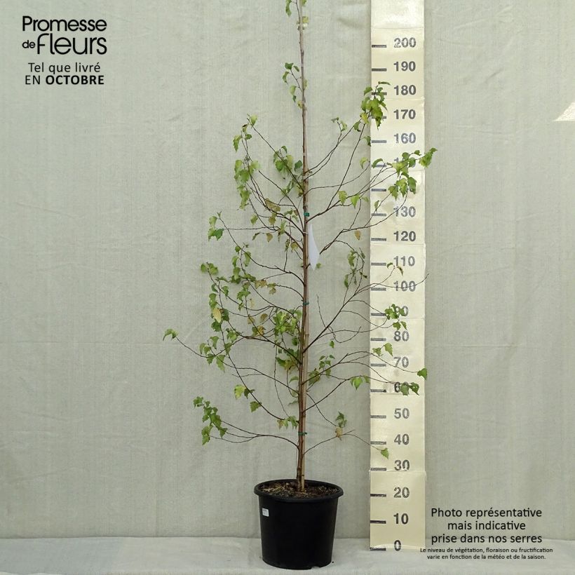 Esemplare di Betula pendula Golden Cloud - Betulla bianca Vaso da 12L/15L come consegnato in autunno