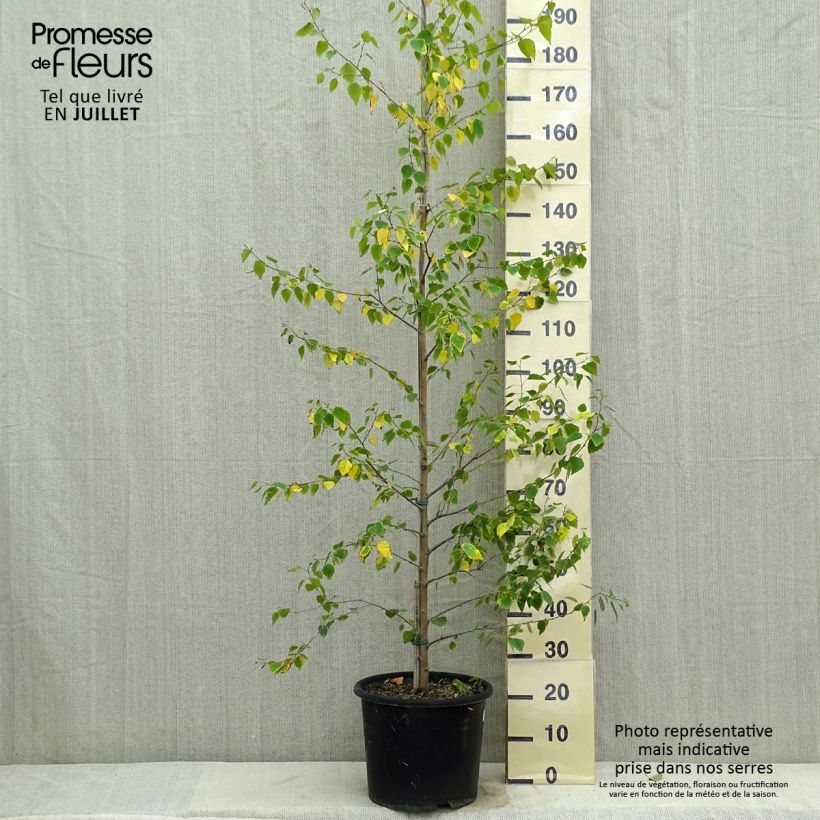 Esemplare di Betula pendula Golden Cloud - Betulla bianca Vaso da 12L/15L, Astone alto consegnato in estate