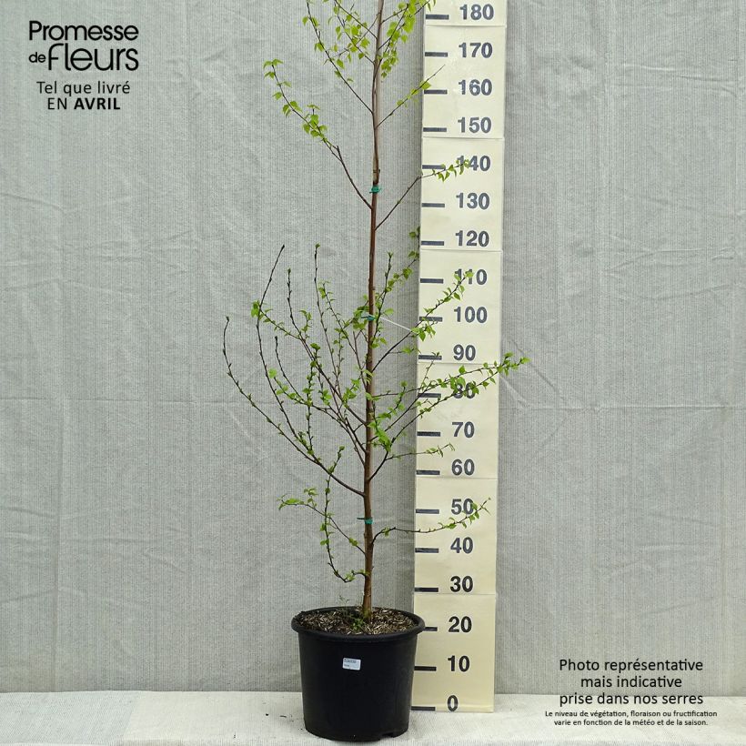 Betula pendula Golden Cloud - Betulla bianca Vaso da 12L/15L esemplare consegnato in primavera