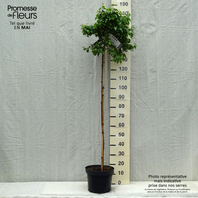 Betula pendula Magical Globe - Betulla bianca Vaso da 7,5L/10L esemplare consegnato in primavera