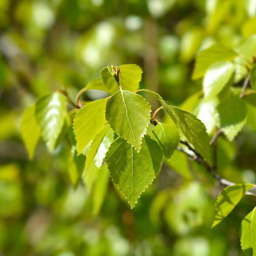 Betula pendula Magical Globe - Betulla bianca (Fogliame)