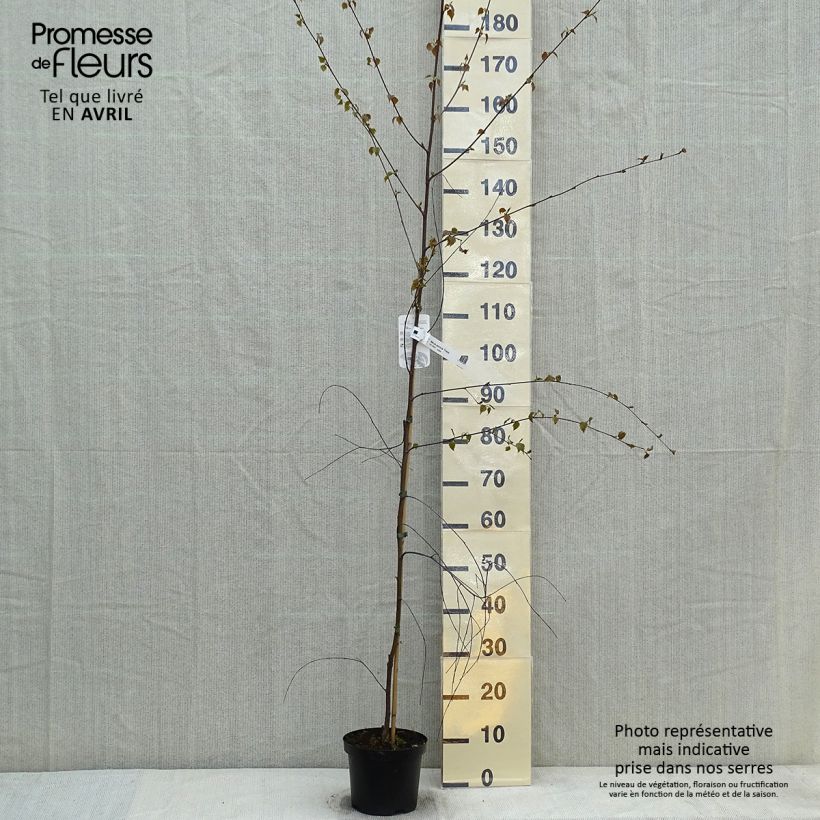 Betula pendula Tristis - Betulla bianca Vaso da 2L/3L esemplare consegnato in primavera