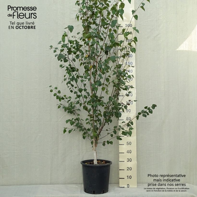 Esemplare di Betula pendula - Betulla bianca Vaso da 18L/20L come consegnato in autunno