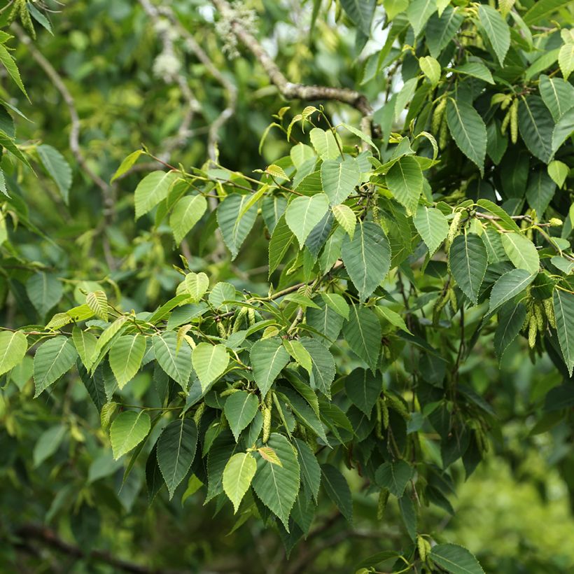 Betula utilis var. prattii - Betulla dell’Himalaya (Fogliame)