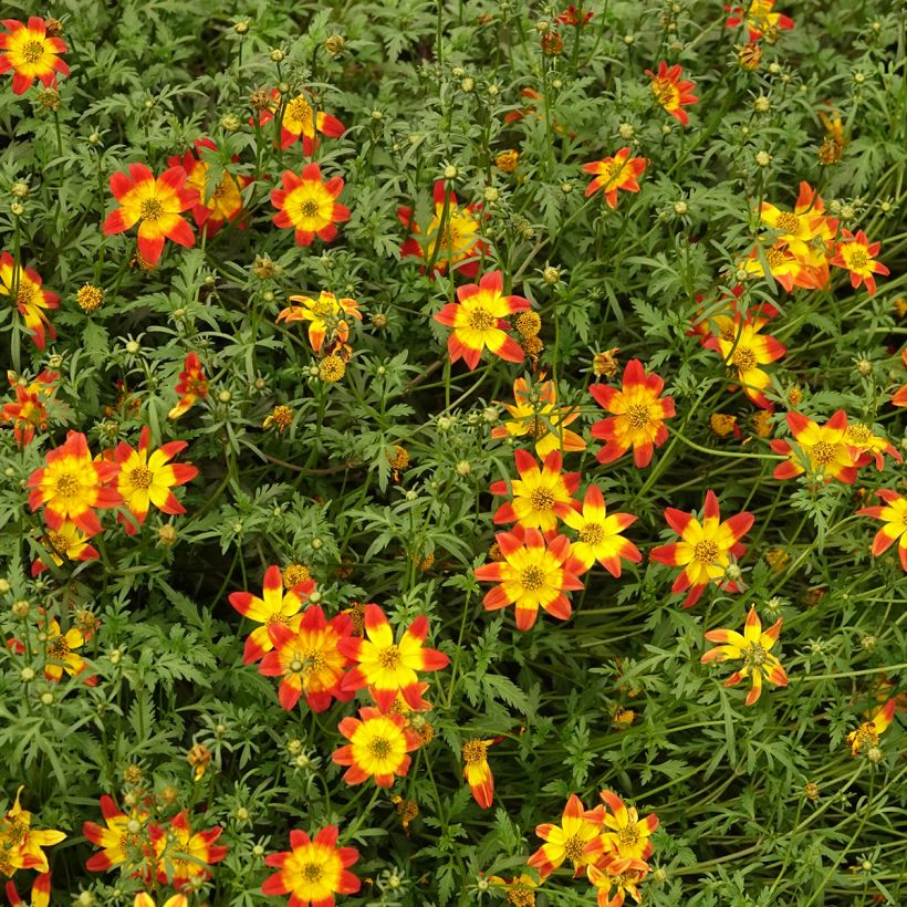 Bidens Beedance Painted Red (Porto)