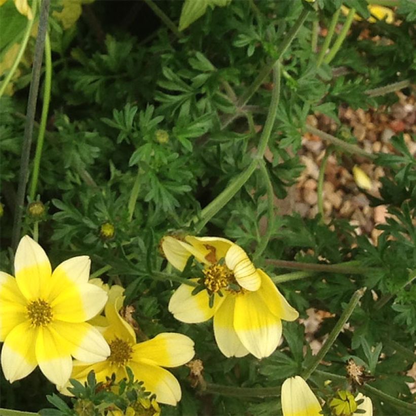 Bidens ferulifolia Lemon Moon (Fogliame)