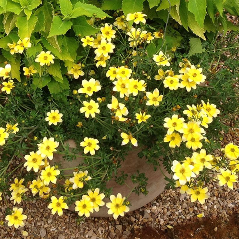 Bidens ferulifolia Lemon Moon (Fioritura)