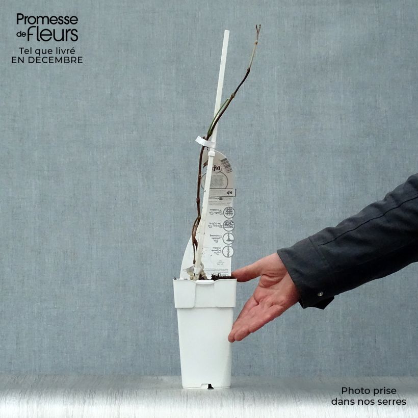 Campsis tagliabuana Summer Jazz Fire - Bignonia Vaso da 2L/3L esemplare consegnato in inverno