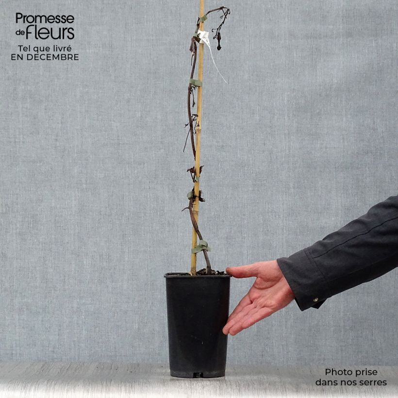 Campsis tagliabuana Summer Jazz Gold - Bignonia Vaso da 2L/3L esemplare consegnato in inverno