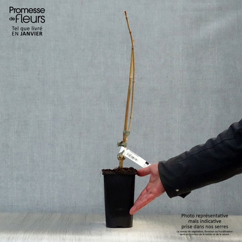 Campsis tagliabuana Madame Galen - Bignonia Vaso da 1L/1,5L esemplare consegnato in inverno