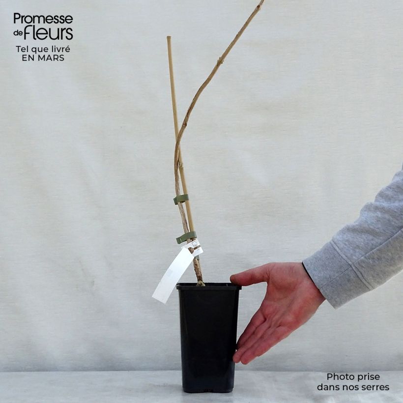 Campsis tagliabuana Madame Galen - Bignonia Vaso da 1L/1,5L esemplare consegnato in primavera