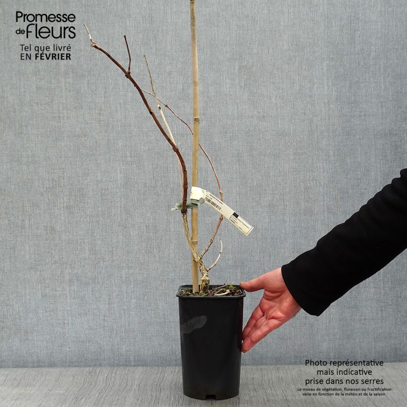 Campsis tagliabuana Madame Galen - Bignonia Vaso da 2L/3L esemplare consegnato in inverno
