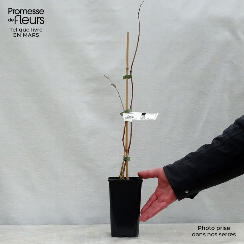 Campsis tagliabuana Madame Galen - Bignonia Vaso da 2L/3L esemplare consegnato in primavera