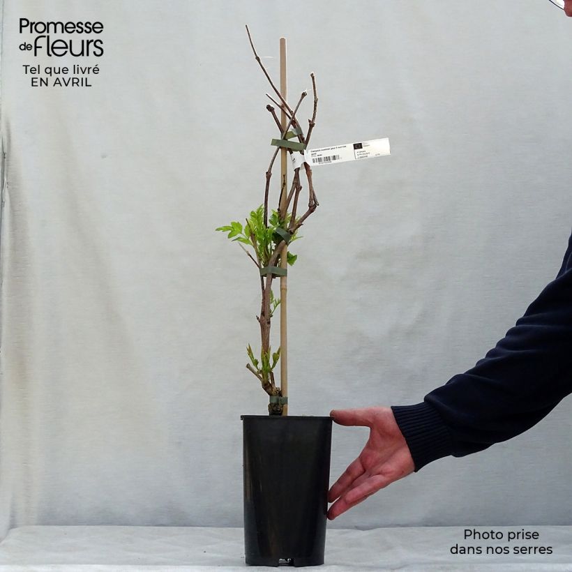 Campsis tagliabuana Summer Jazz Fire - Bignonia Vaso da 2L/3L esemplare consegnato in primavera