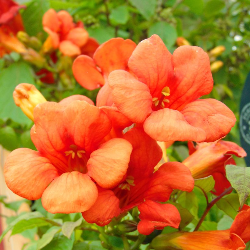 Campsis tagliabuana Summer Jazz Fire - Bignonia (Fioritura)
