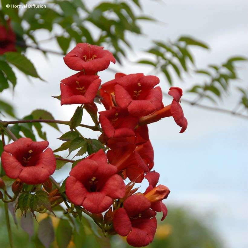 Campsis x tagliabuana Ebony & Red - Bignonia (Fioritura)
