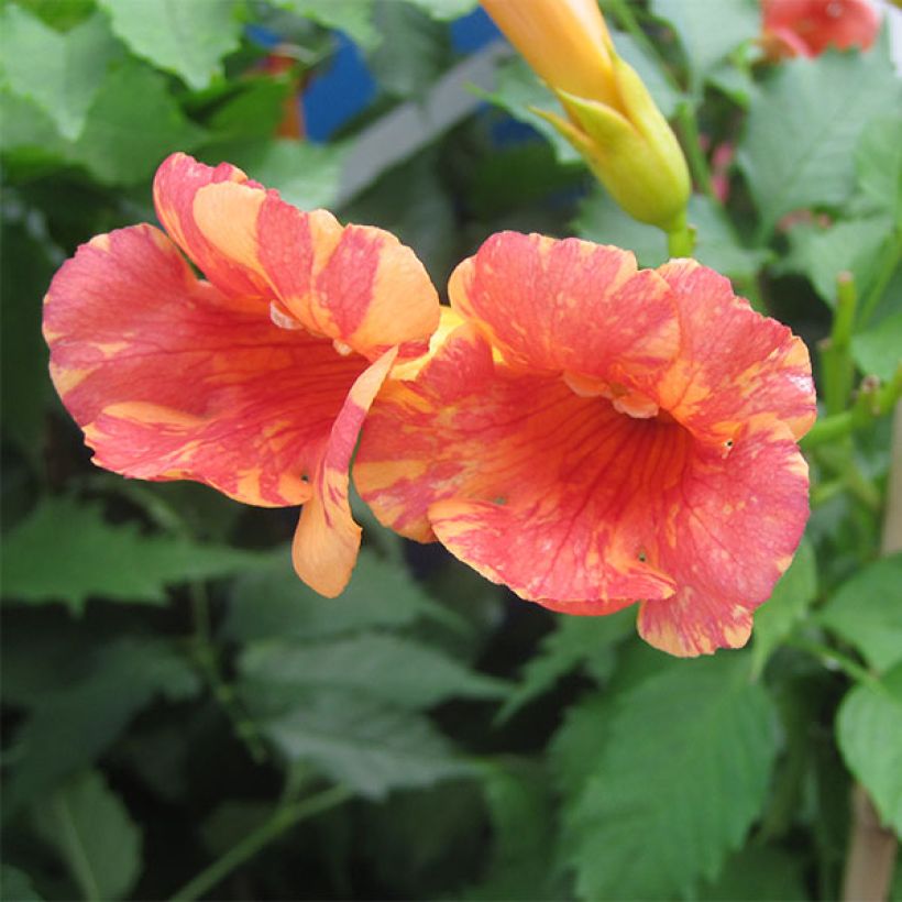 Campsis tagliabuana Orangeade - Bignonia (Fioritura)