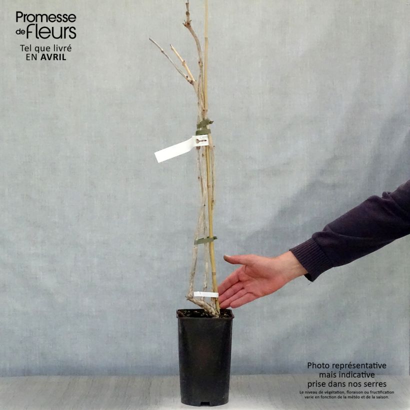 Campsis radicans Atropurpurea - Bignonia Vaso da 2L/3L esemplare consegnato in primavera