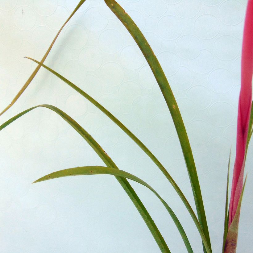 Billbergia nutans - Lacrime della regina (Fogliame)