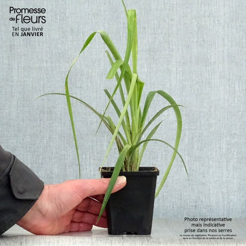 Billbergia nutans - Lacrime della regina Vasetto da 7/8 cm esemplare consegnato in inverno