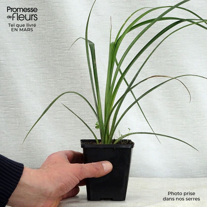 Billbergia nutans - Lacrime della regina Vasetto da 7/8 cm esemplare consegnato in primavera