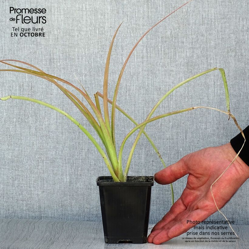 Esemplare di Billbergia nutans - Lacrime della regina Vasetto da 7/8 cm come consegnato in autunno