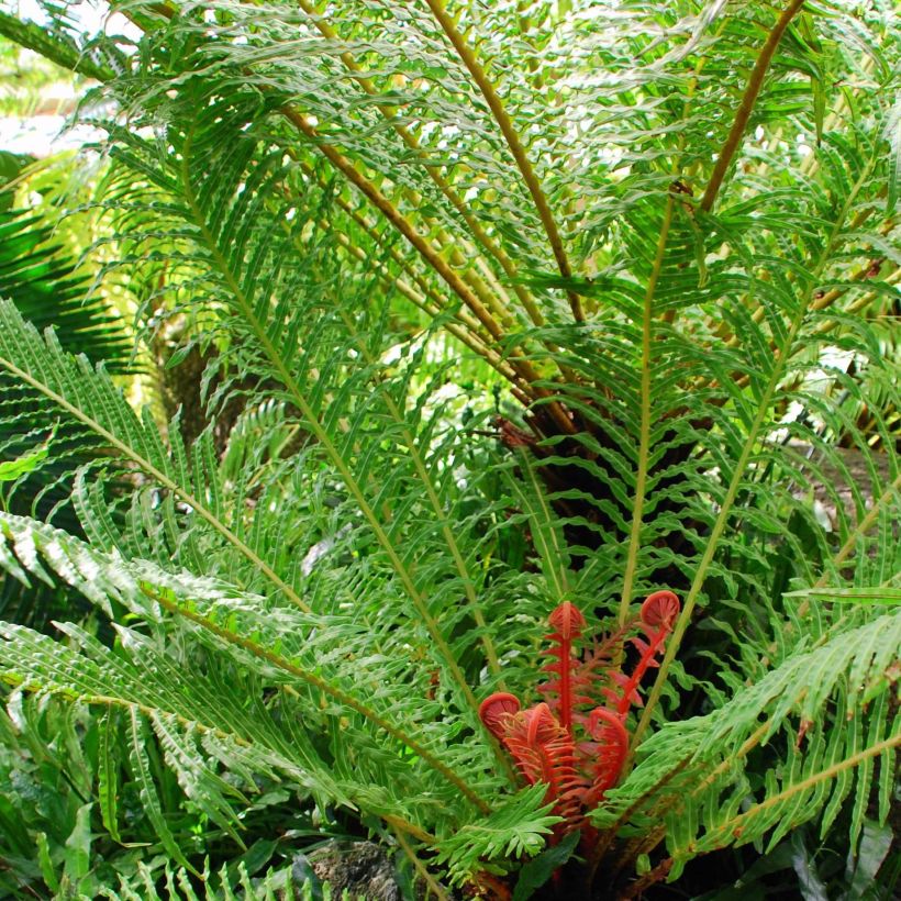 Blechnum brasiliense Volcano (Porto)