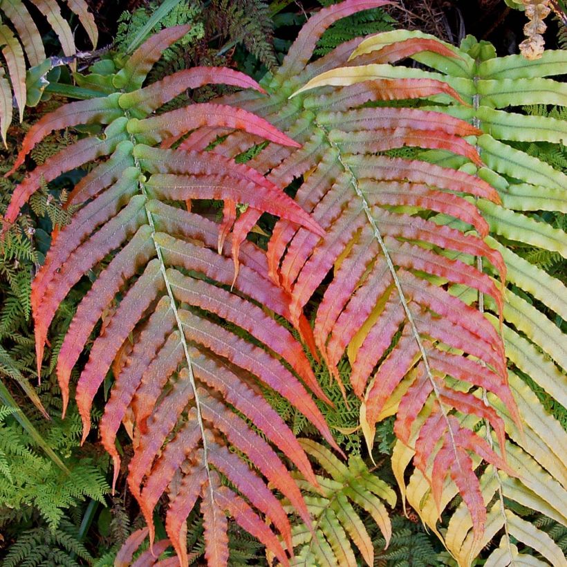Blechnum novae-zelandiae - Felce foglia di palma (Fogliame)