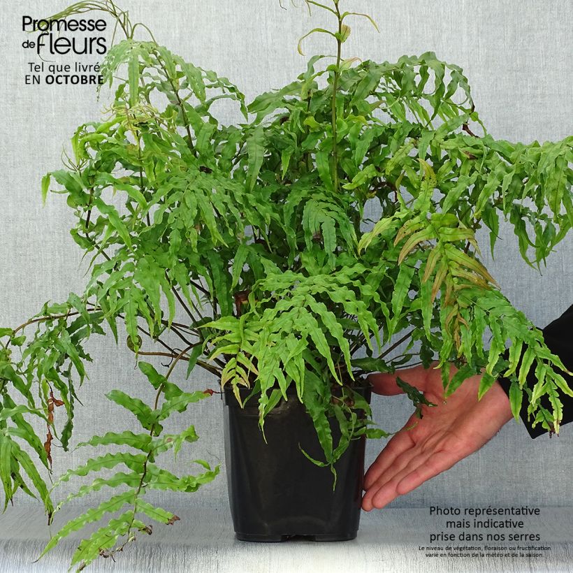 Esemplare di Blechnum novae-zelandiae - Felce foglia di palma Vaso da 3L/4L come consegnato in autunno