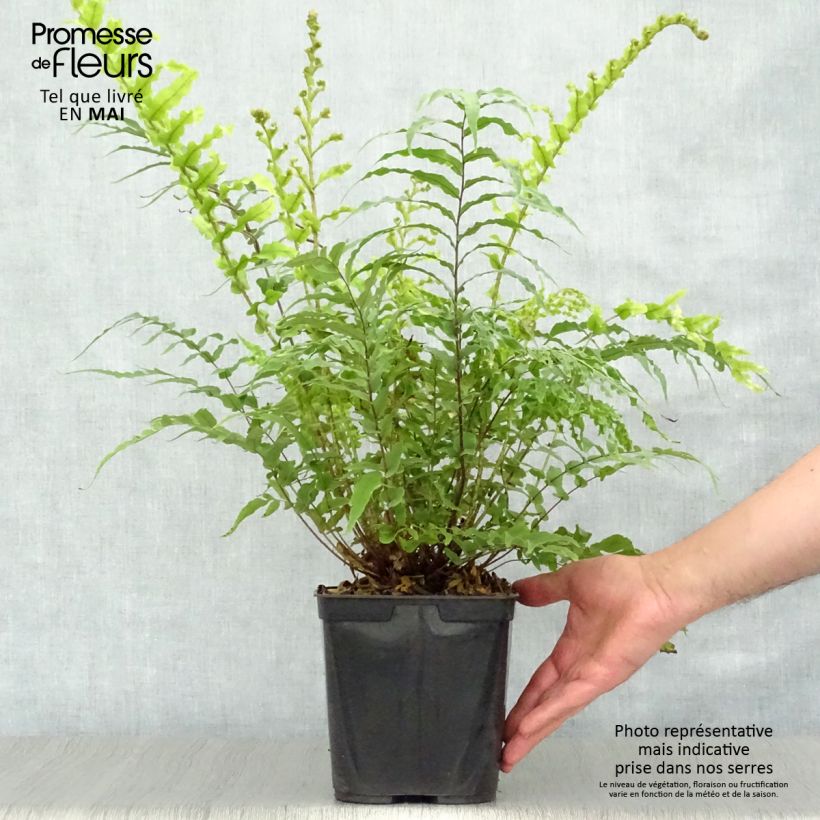 Blechnum novae-zelandiae - Felce foglia di palma Vaso da 3L/4L esemplare consegnato in primavera