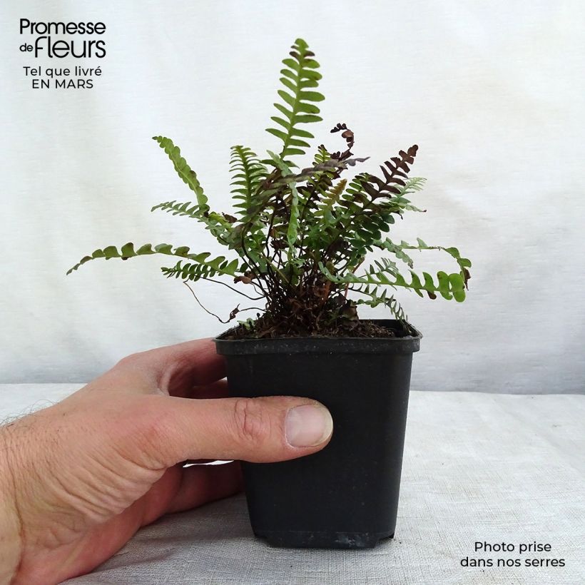 Blechnum penna-marina Vasetto da 8/9 cm esemplare consegnato in primavera