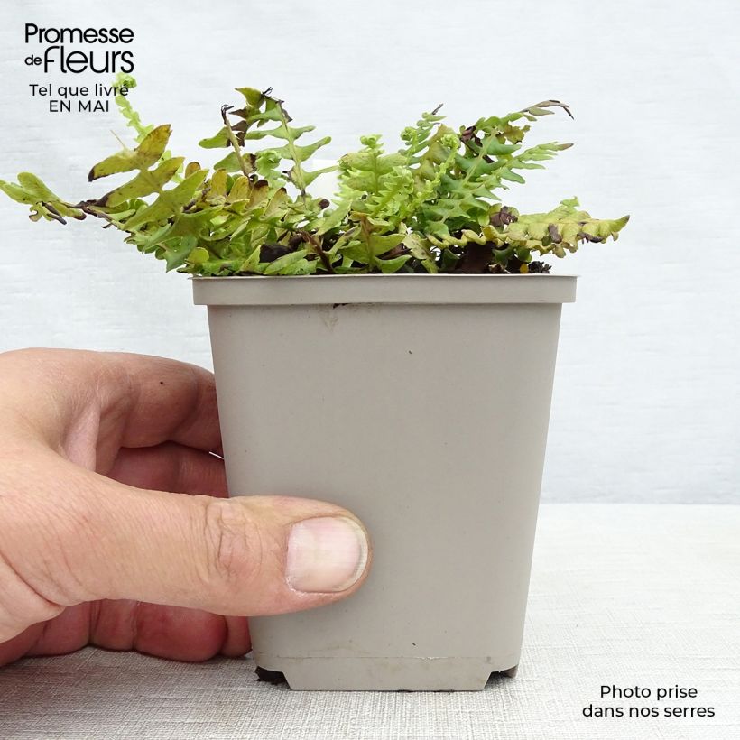 Blechnum spicant - Lonchite minore Vasetto da 8/9 cm esemplare consegnato in primavera