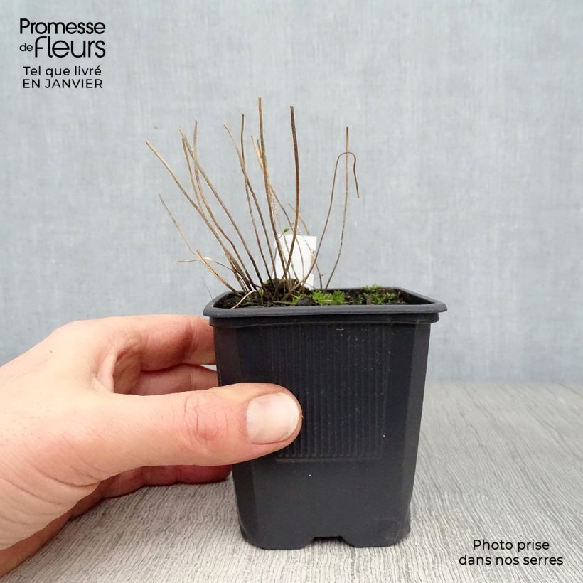 Blechnum spicant - Lonchite minore Vasetto da 8/9 cm esemplare consegnato in inverno