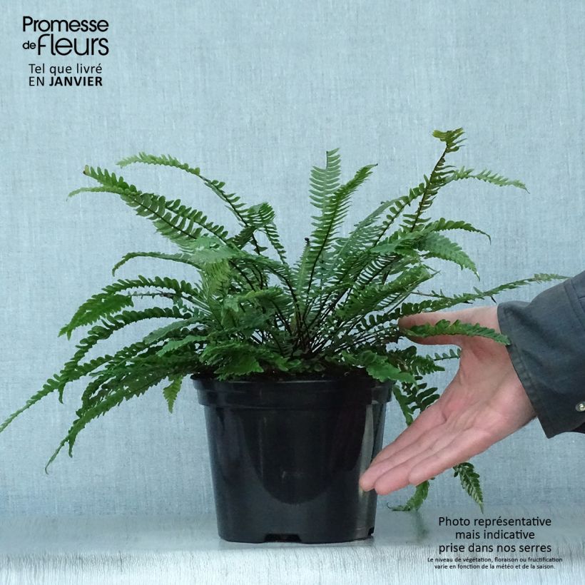 Blechnum spicant - Lonchite minore Vaso da 2L/3L esemplare consegnato in inverno