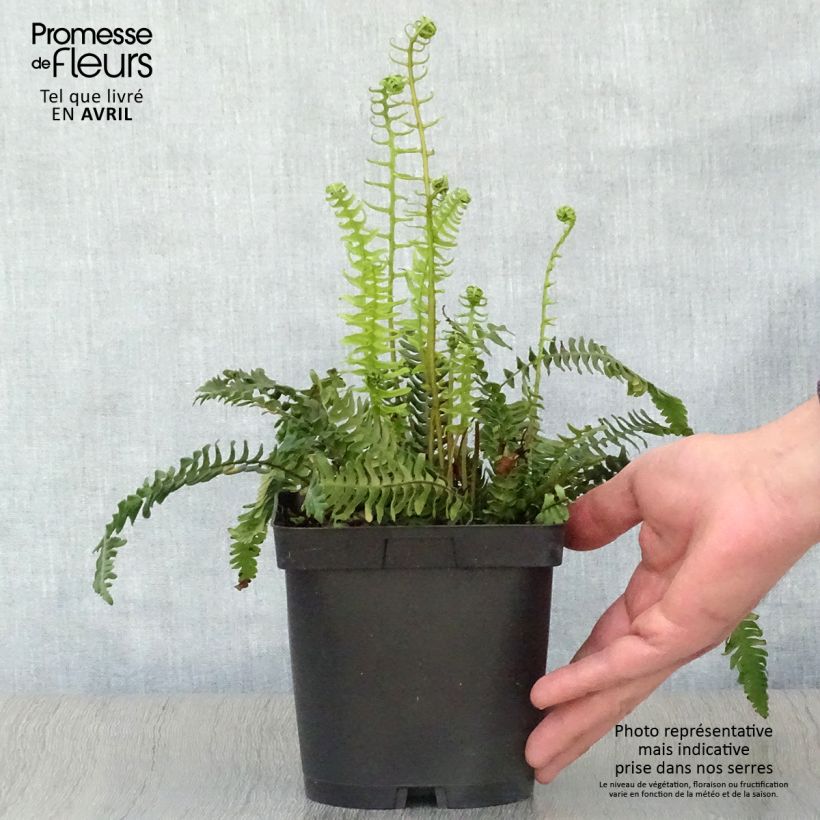 Blechnum spicant - Lonchite minore Vaso da 2L/3L esemplare consegnato in primavera