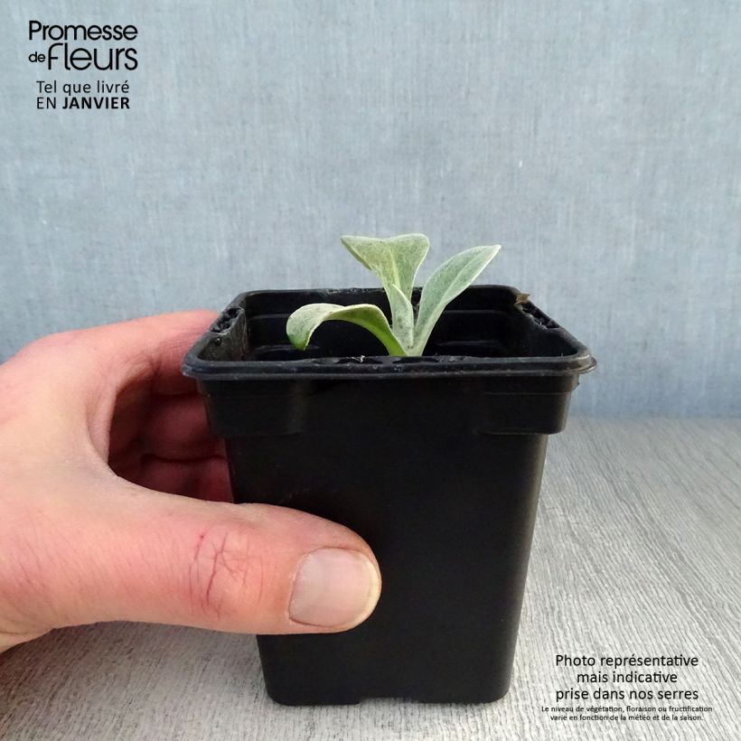 Centaurea montana - Fiordaliso montano Vasetto da 7/8 cm esemplare consegnato in inverno