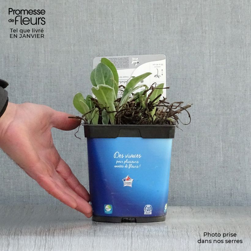 Centaurea montana - Fiordaliso montano Vaso da 2L/3L esemplare consegnato in inverno