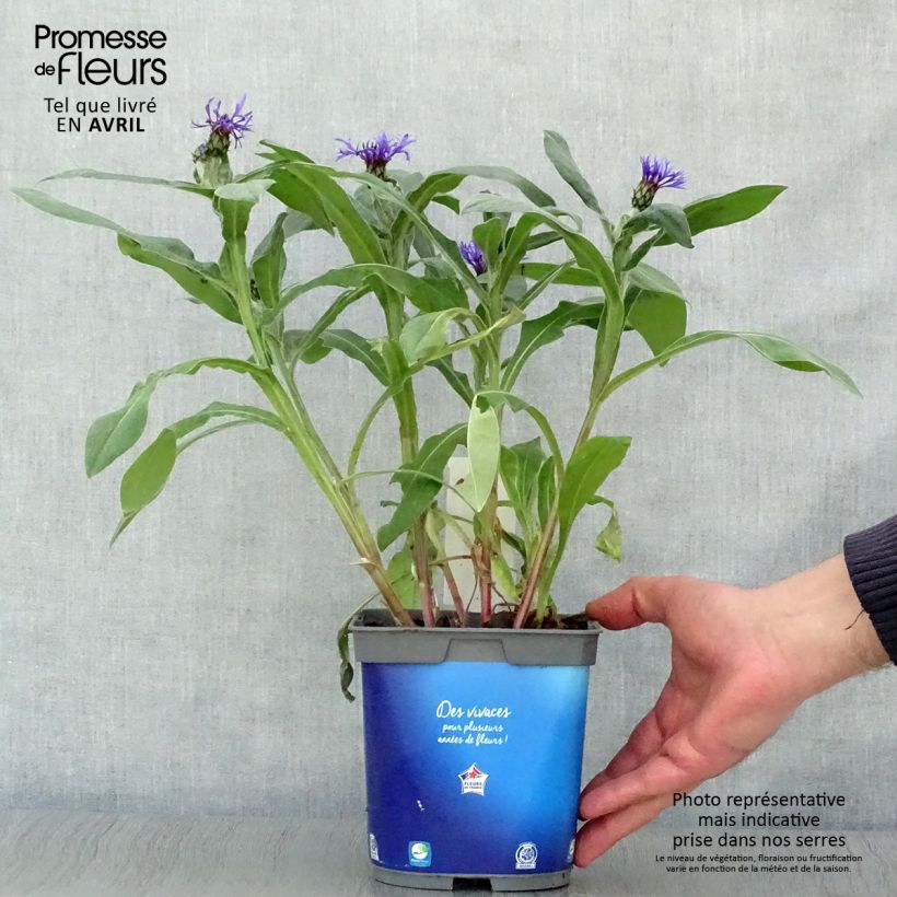 Centaurea montana - Fiordaliso montano Vaso da 2L/3L esemplare consegnato in primavera