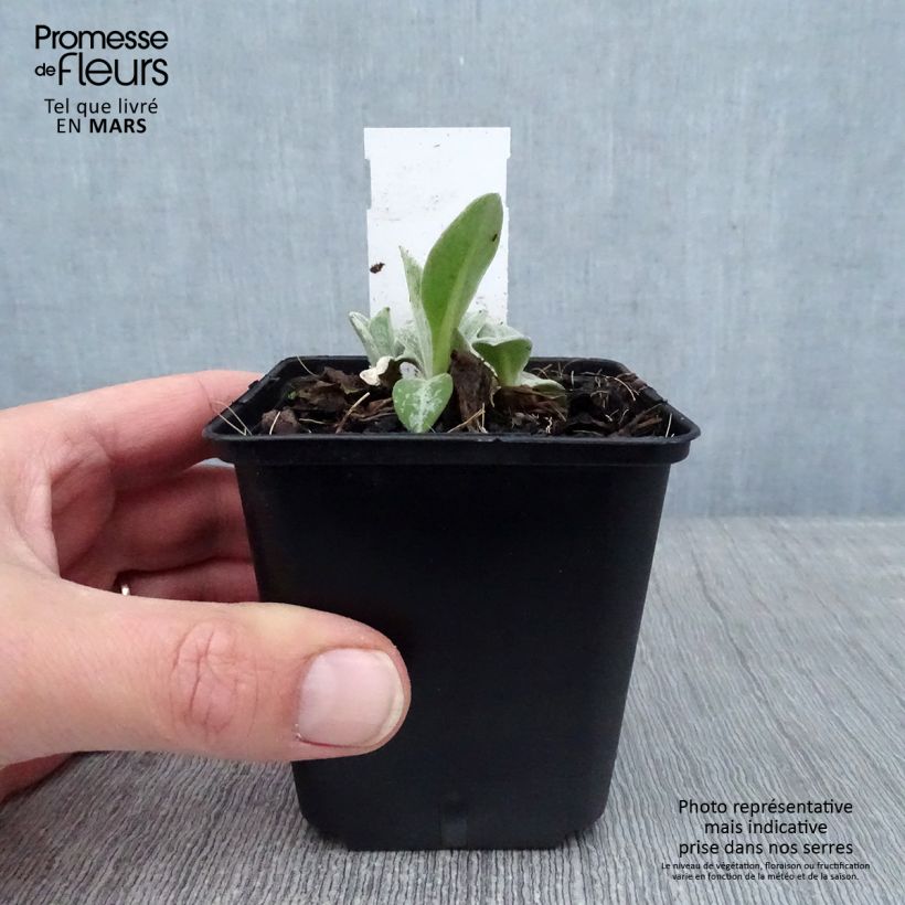 Centaurea montana Coerulea - Fiordaliso montano Vasetto da 8/9 cm esemplare consegnato in inverno