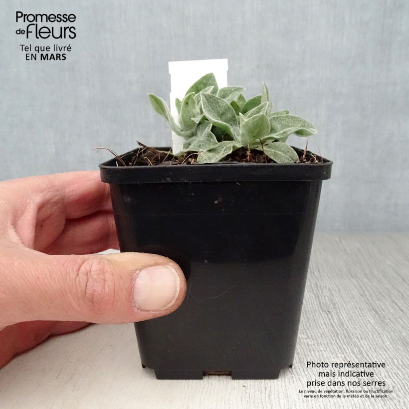 Centaurea montana Coerulea - Fiordaliso montano Vasetto da 8/9 cm esemplare consegnato in primavera