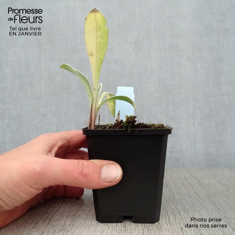 Centaurea montana Amethyst in Snow - Fiordaliso montano Vasetto da 8/9 cm esemplare consegnato in inverno